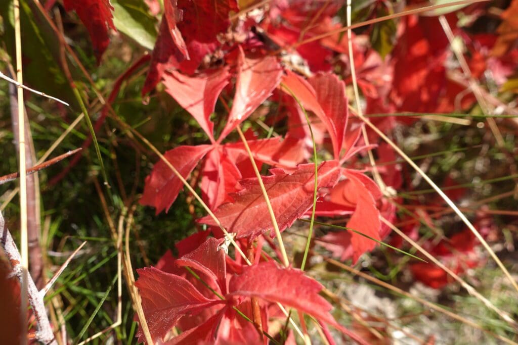Virginia Creeper in Fall